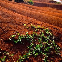 《宠物摄像头》登陆Steam 行走系恐怖探索